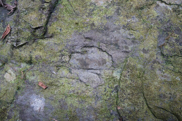 Shell fossils in fine-grain gray sandstone rock. brachiopod fossil of the Permian period.