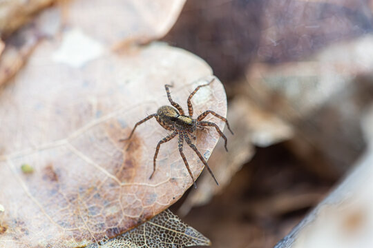Pardosa lugubris - wolf spider species - on a leaf