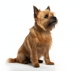 Norwich Terrier breed dog isolated on white background