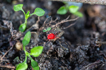 Neotrombicula autumnalis - harvest red velvet mite