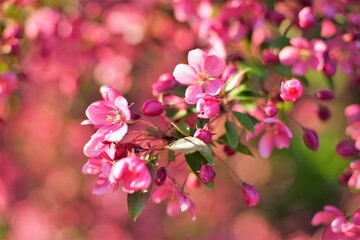 Obraz premium Pink little flowers on a blooming tree on a spring sunny day
