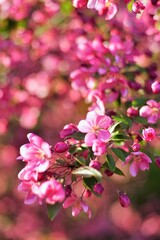 Pink little flowers on a blooming tree on a spring sunny day. Floral card.