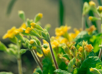 Wiosna w ogrodzie. Zielone liście roślin, wśród których widoczne są  żółte kwiaty pierwiosnka lekarskiego, zwanego także prymulą.  - obrazy, fototapety, plakaty