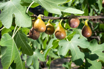 Juicy fig fruits hang on the branch of a fig tree, they are already ripe and can be picked and...