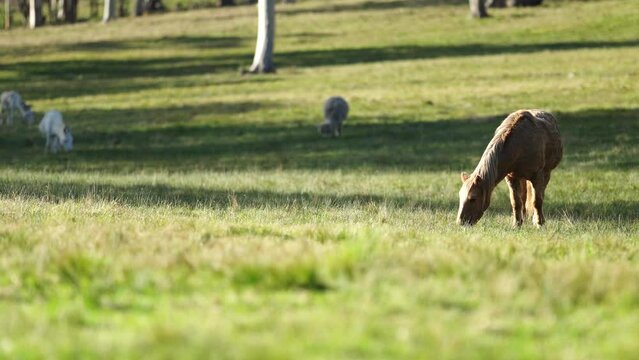Beautiful Horse in a field on a farm in Australia. Horses in a meadow