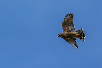 The flying of Roadside Hawk also know as Gaviao-carijo. Species Rupornis magnirostris. animalworld. bird lover. Birdwatching. hawk hunting.
