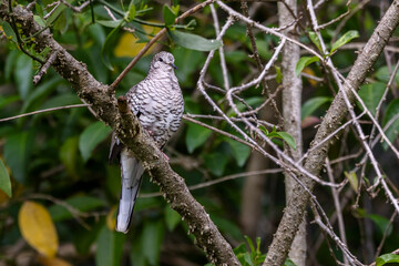 A Scaled Dove also know as Rolinha perched on the branch. Species Columbina squammata. bird lover. Birdwatching. Birding. Animal world.
