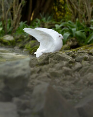 A beautiful white pegion in our neighbourhood.