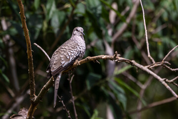 A Scaled Dove also know as Rolinha perched on the branch. Species Columbina squammata. bird lover. Birdwatching. Birding. Animal world.