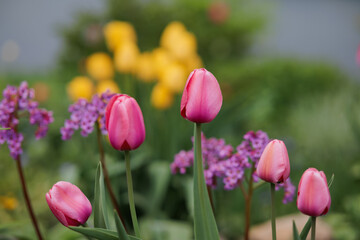 red and yellow tulips