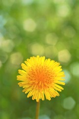 Yellow dandelion flower on blurred green background