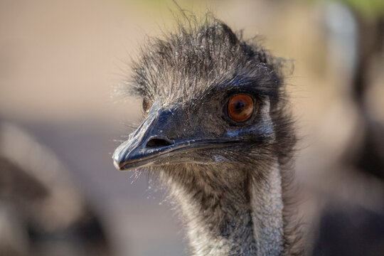 Portrait of Ostrich Emo looking to camera. Emo Straus head