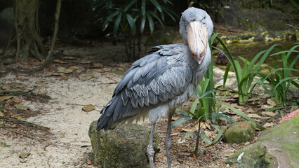 Shoebill|Shoe-billed stork|Balaeniceps rex|鯨頭鸛