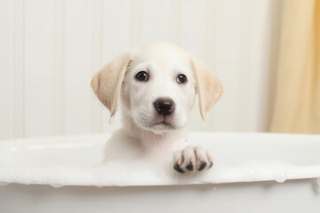 Cute dog showering in bath with shampoo foam. Washing pet. Created with Generative AI