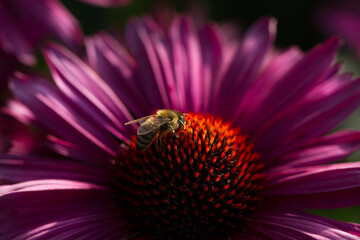 Magnificent artistic implementation of a macro shot of a magenta-colored echinacea flower on which a bee is sitting in dark colors