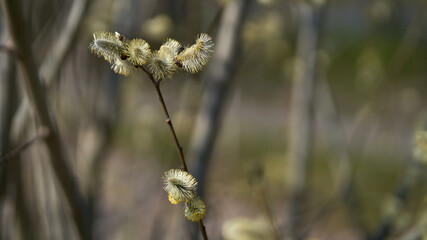 Salix gracilistyla in the forest. Spring         