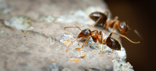 Ameise rot 2Millimeter