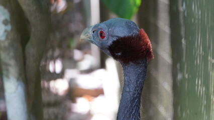 Acryllium vulturinum, commonly known as the vulturine guineafowl, is a large and striking species of guineafowl found in East Africa. It is a member of the family Numididae|鹫珠鸡|鷲珠雞