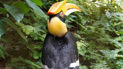 Buceros bicornis|Great Hornbill|Great lndian Hornis|雙角犀鳥|黑板擦鳥