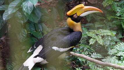 Buceros bicornis|Great Hornbill|Great lndian Hornis|雙角犀鳥|黑板擦鳥