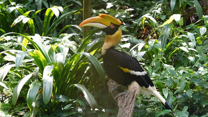 Obraz premium Le grand hornbill (ou Buceros bicornis) est un oiseau emblématique de la famille des Bucerotidae, connu pour son apparence distinctive et son comportement fascinant. 