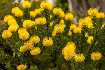 close up of yellow flowers in the garden