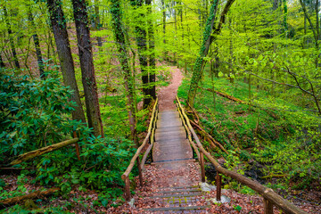 Wooden footbridge and woodland ttail in magical Spring deciduous and pine forest, Germany, at warm sunset evening