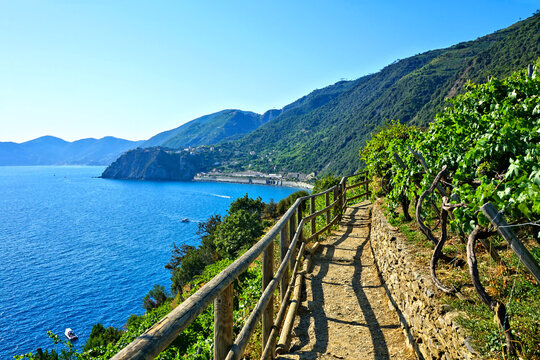Cinque Terre, Italy. Hiking path through vineyards along the brilliant blue Mediterranean Sea.