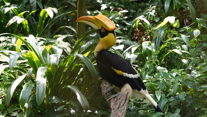 Buceros bicornis、一般にアジアサイチョウ（アジア犀鳥）として知られる鳥は、東南アジアや南アジアに生息する大型の鳥類です。Great Hornbill|Great lndian Hornis|雙角犀鳥|黑板擦鳥