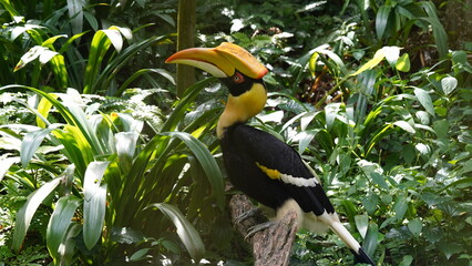 Buceros bicornis|Great Hornbill|Great lndian Hornis|雙角犀鳥|黑板擦鳥