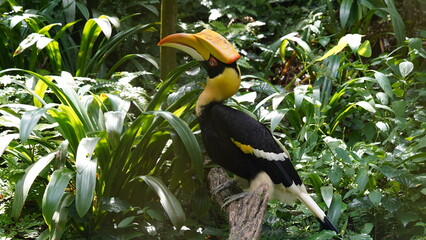 Buceros bicornis|Great Hornbill|Great lndian Hornis|雙角犀鳥|黑板擦鳥