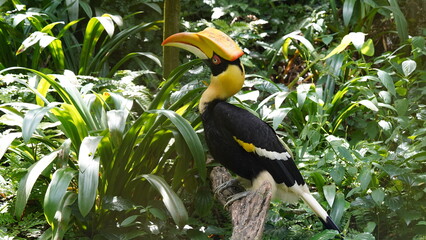 Buceros bicornis|Great Hornbill|Great lndian Hornis|雙角犀鳥|黑板擦鳥