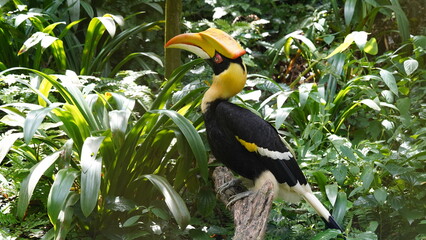 Buceros bicornis | Great Hornbill | Great Indian Hornbill | 雙角犀鳥 | 黒板消し鳥