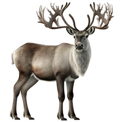 Naklejka na ściany i meble reindeer
