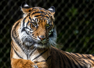 Closeup view of a Sumatran Tiger