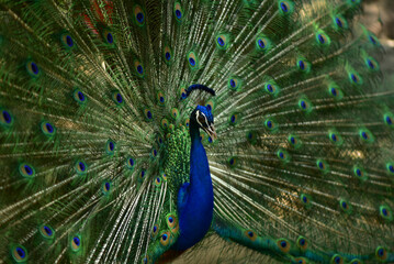 Fototapeta premium A blue peacock spreads its tail feathers at Khon Kaen Zoo, Thailand.