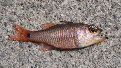 釣魚　クロホシイシモチ　クローズアップ