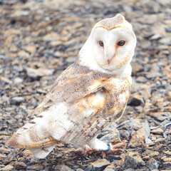 Barn Owl on Rocks