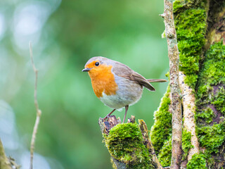 Adorable European robin in County Clare, Ireland.