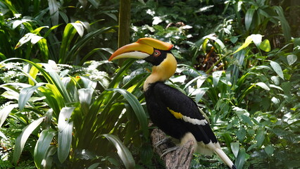 Buceros bicornis|Great Hornbill|Great lndian Hornis|雙角犀鳥|黑板擦鳥