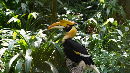 Obraz premium Buceros bicornis | Great Hornbill | Great Indian Hornbill | 雙角犀鳥 | 黒板消し鳥