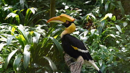 Buceros bicornis|Great Hornbill|Great lndian Hornis|雙角犀鳥|黑板擦鳥