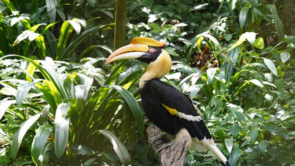 yellow billed hornbill