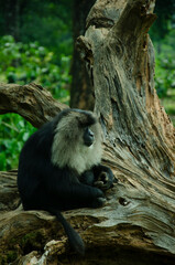 lion tailed macaque