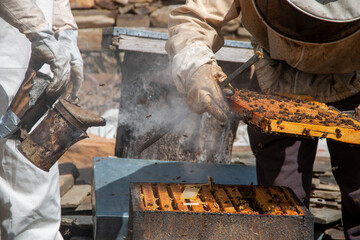 Beekeeper working in the hives. You can see the honeycombs, pictures and other details of the habitat of honey bees