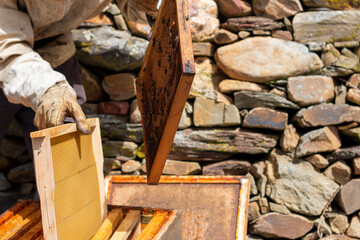 Beekeeper working in the hives. You can see the honeycombs, pictures and other details of the habitat of honey bees