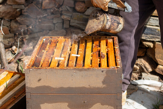 Beekeeper working in the hives. You can see the honeycombs, pictures and other details of the habitat of honey bees
