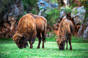 couple of bison grazing in the meadow - Powered by Adobe
