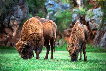 Foto op Plexiglas couple of bison grazing in the meadow © perpis