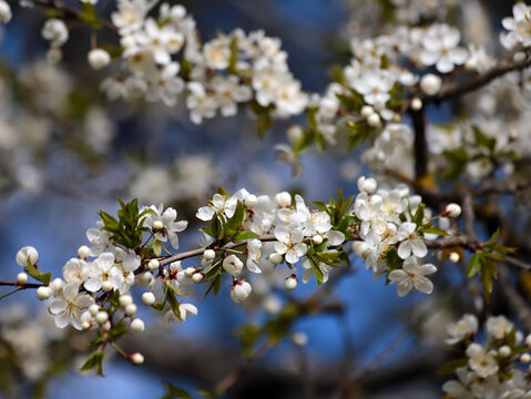 .garden plum trees blooming in the spring